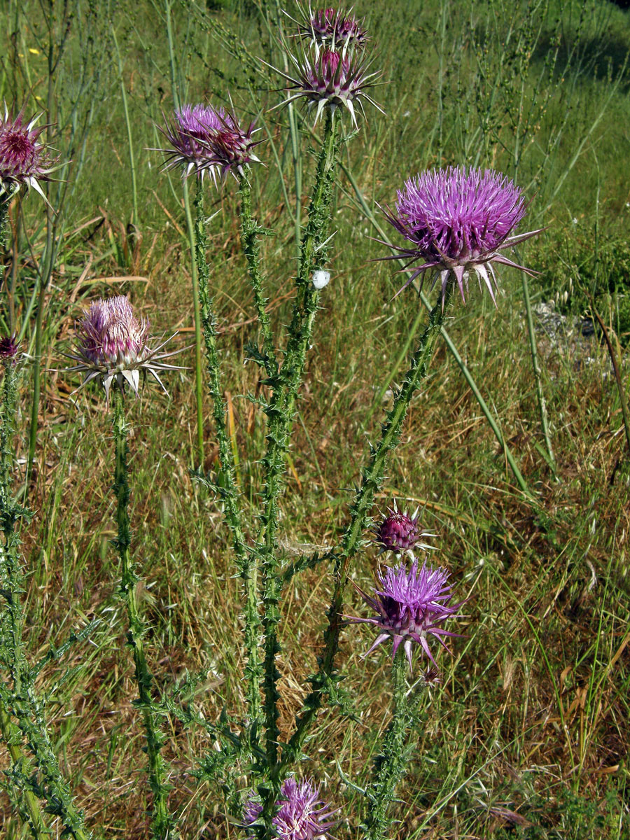 Ostropes (Onopordum cyprinum Eig)