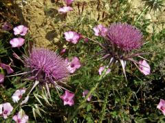 Ostropes (Onopordum cyprinum Eig)