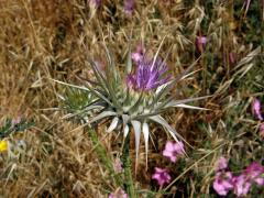 Ostropes (Onopordum cyprinum Eig)