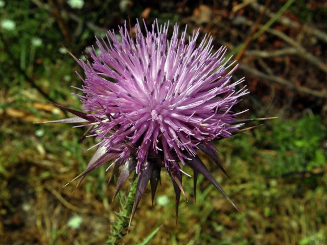 Ostropes (Onopordum cyprinum Eig)