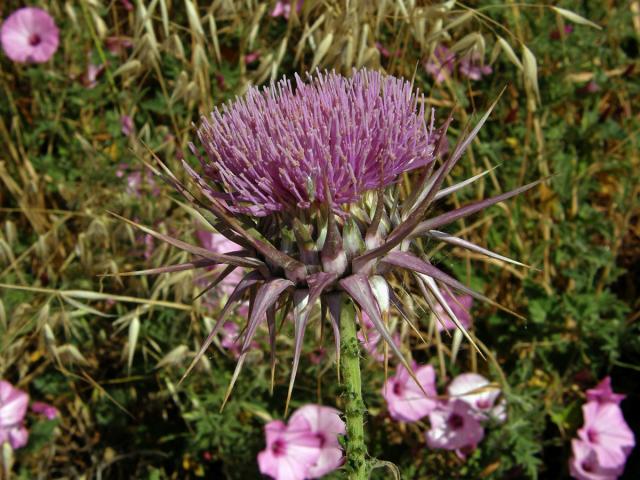 Ostropes (Onopordum cyprinum Eig)