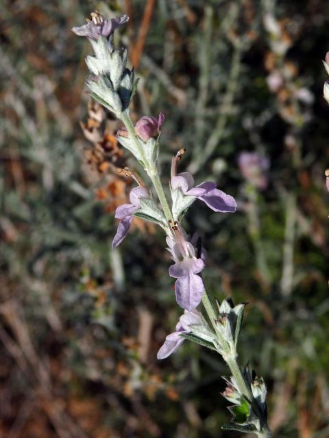 Ožanka (Teucrium creticum L.)