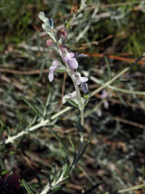 Ožanka (Teucrium creticum L.)