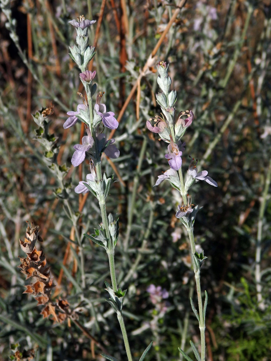 Ožanka (Teucrium creticum L.)