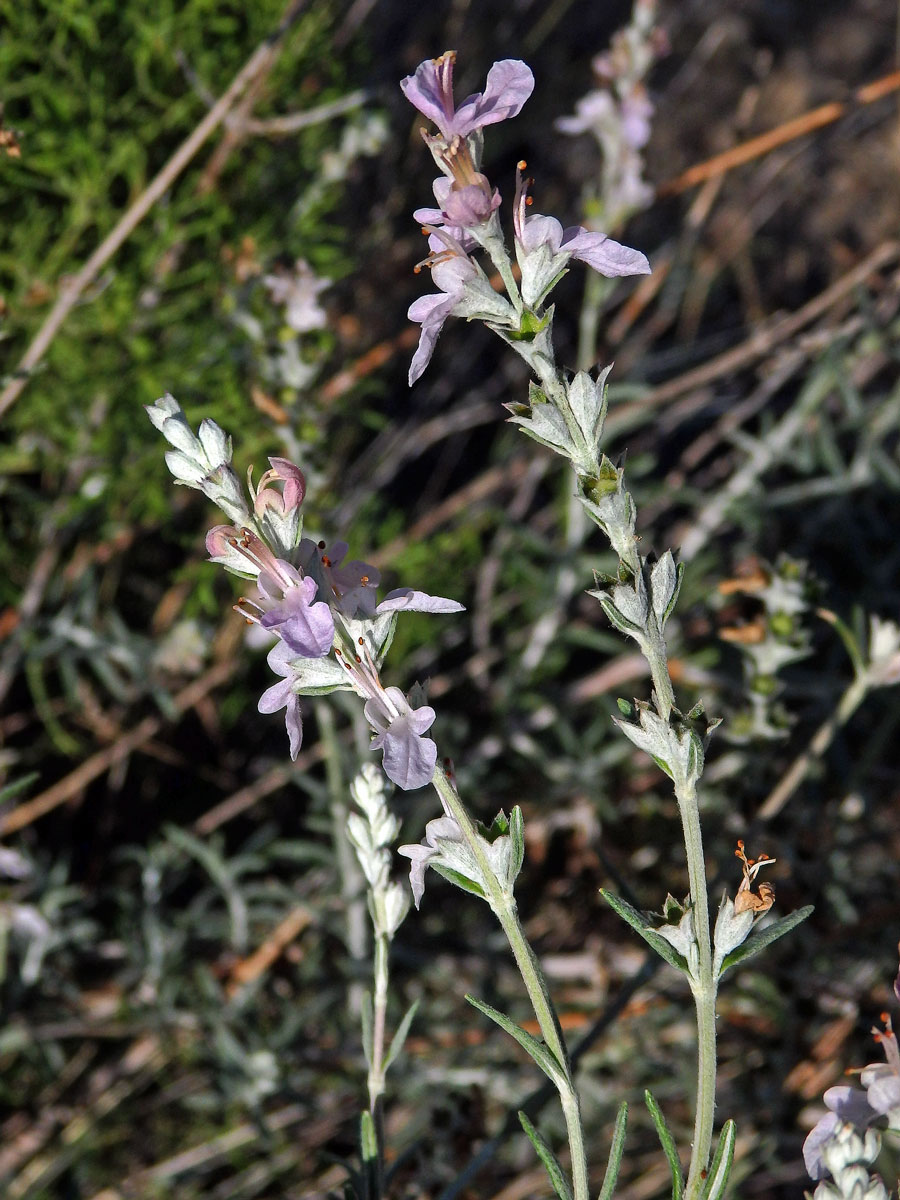 Ožanka (Teucrium creticum L.)