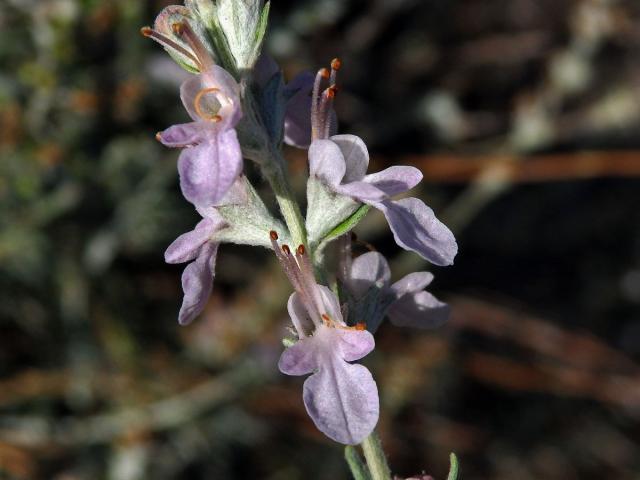 Ožanka (Teucrium creticum L.)