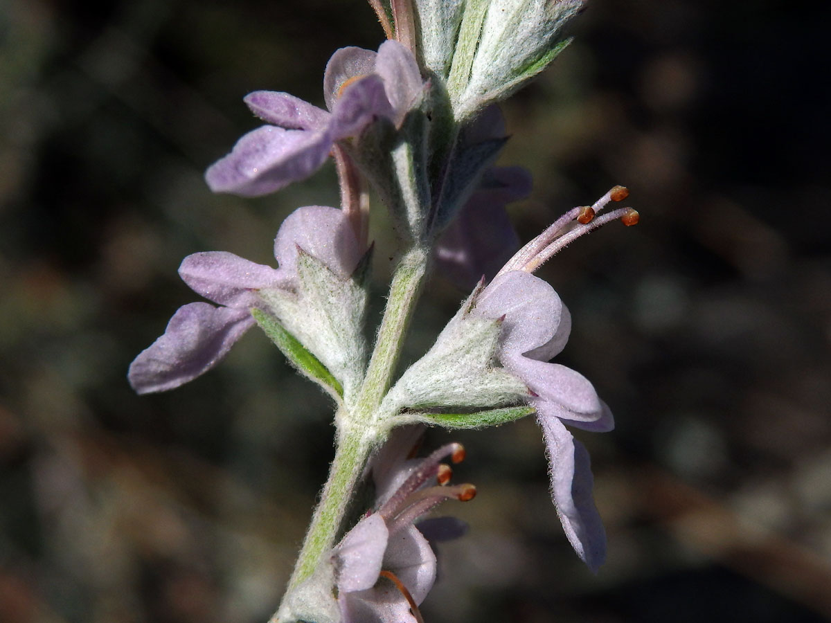 Ožanka (Teucrium creticum L.)