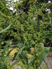 Šťovík koňský (Rumex hydrolapathum Huds.)