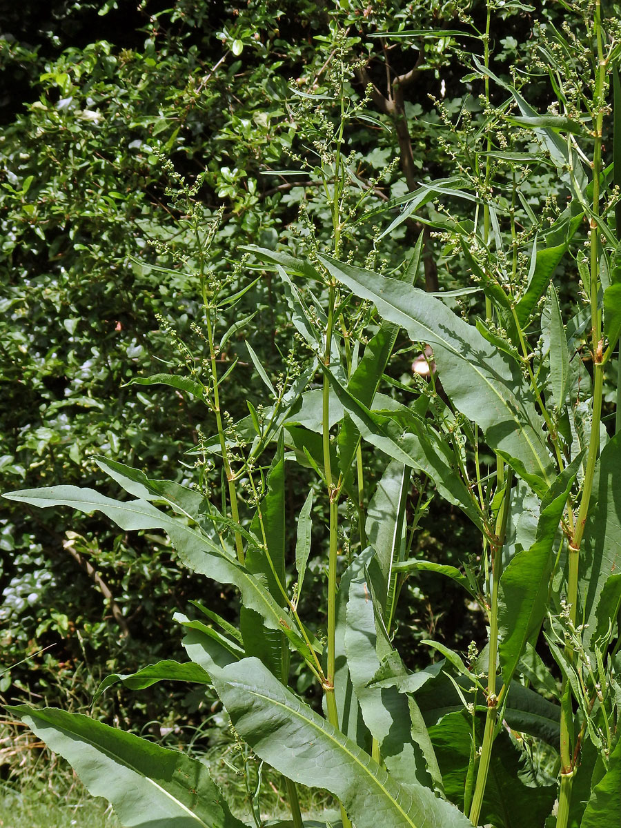 Šťovík koňský (Rumex hydrolapathum Huds.)