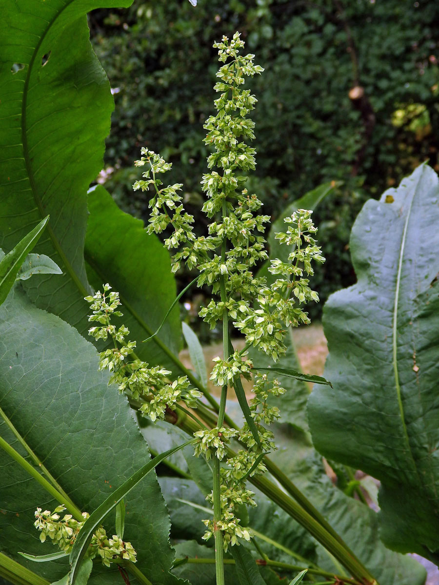 Šťovík koňský (Rumex hydrolapathum Huds.)