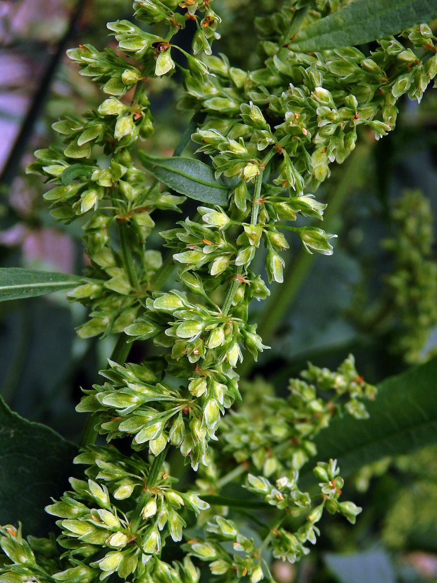 Šťovík koňský (Rumex hydrolapathum Huds.)