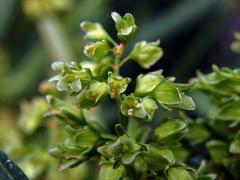 Šťovík koňský (Rumex hydrolapathum Huds.)