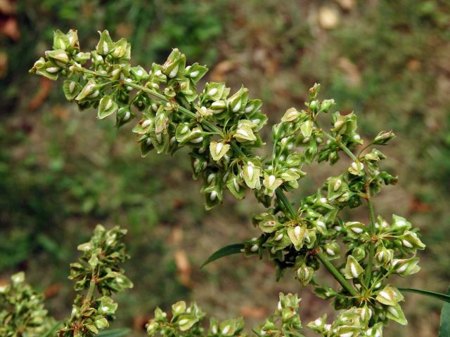 Šťovík koňský (Rumex hydrolapathum Huds.)