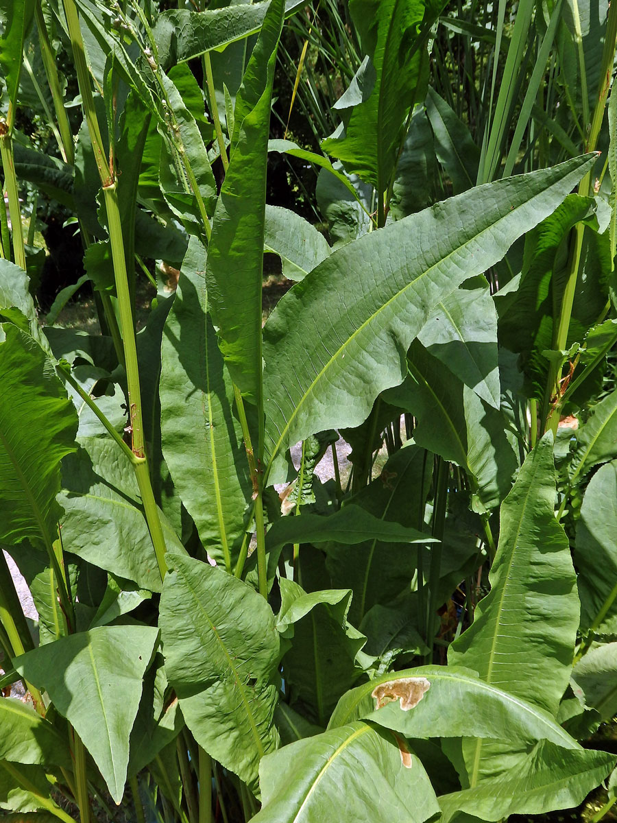 Šťovík koňský (Rumex hydrolapathum Huds.)