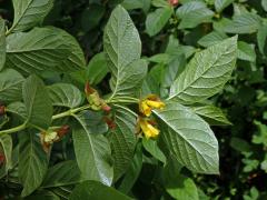 Zimolez zákrovečný (Lonicera involucrata Banks.)