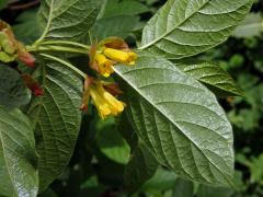 Zimolez zákrovečný (Lonicera involucrata Banks.)