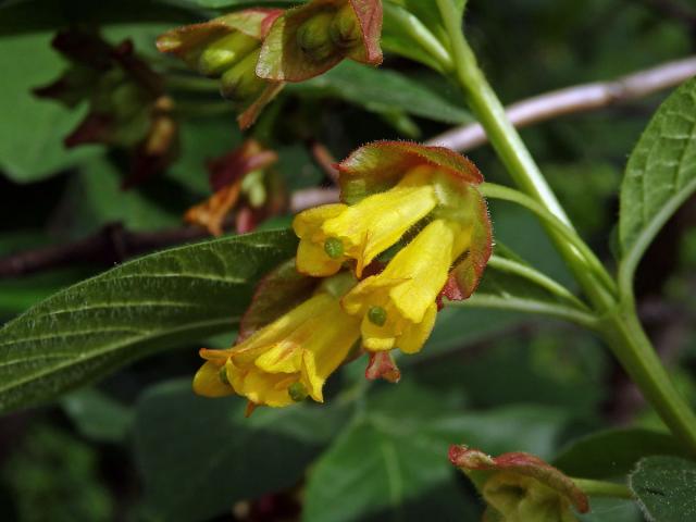 Zimolez zákrovečný (Lonicera involucrata Banks.)