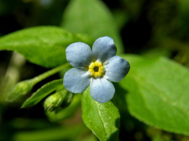 Pupkovec pomněnkovitý (Omphalodes scorpioides (Haenke) Schrank)