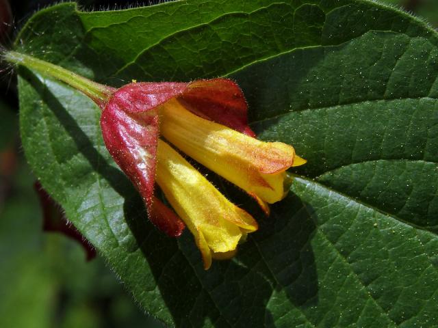 Zimolez zákrovečný (Lonicera involucrata Banks.)