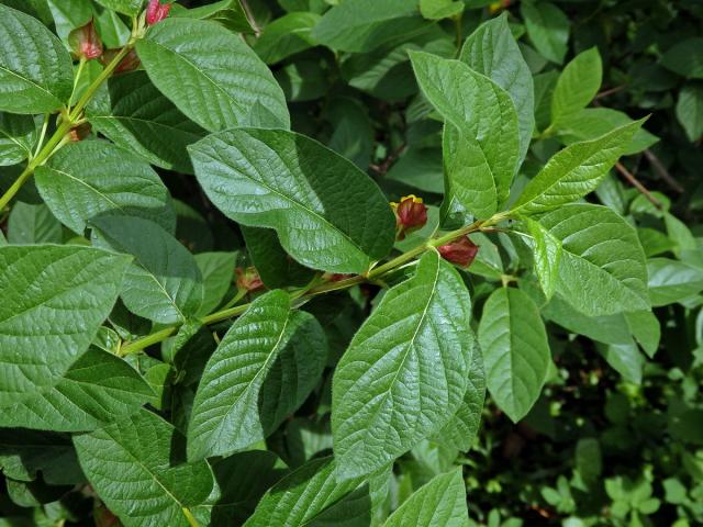 Zimolez zákrovečný (Lonicera involucrata Banks.)