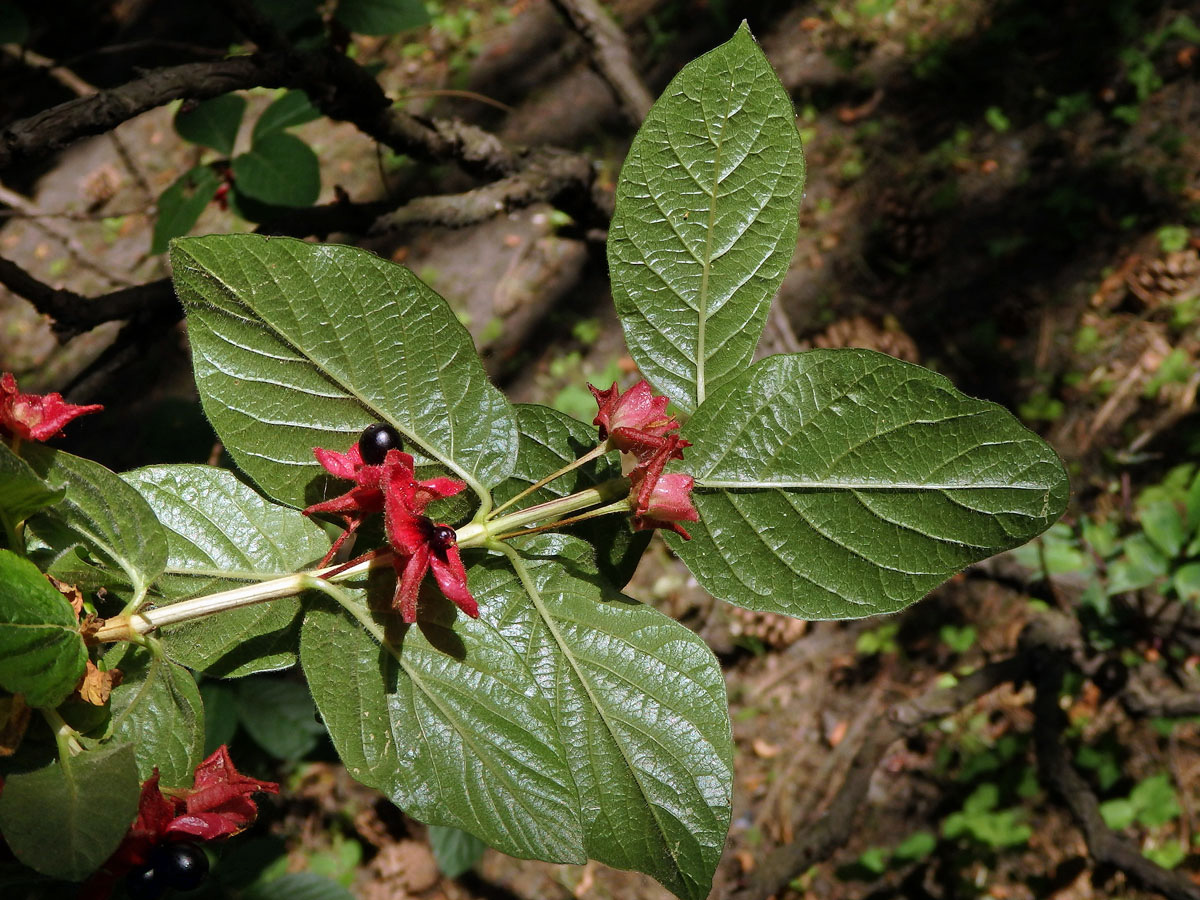 Zimolez zákrovečný (Lonicera involucrata Banks.)