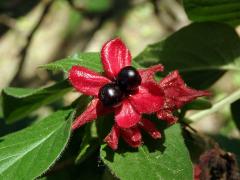 Zimolez zákrovečný (Lonicera involucrata Banks.)