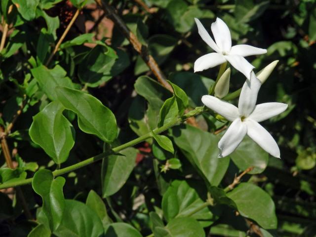 Jasmín (Jasminum tortuosum Willd.)