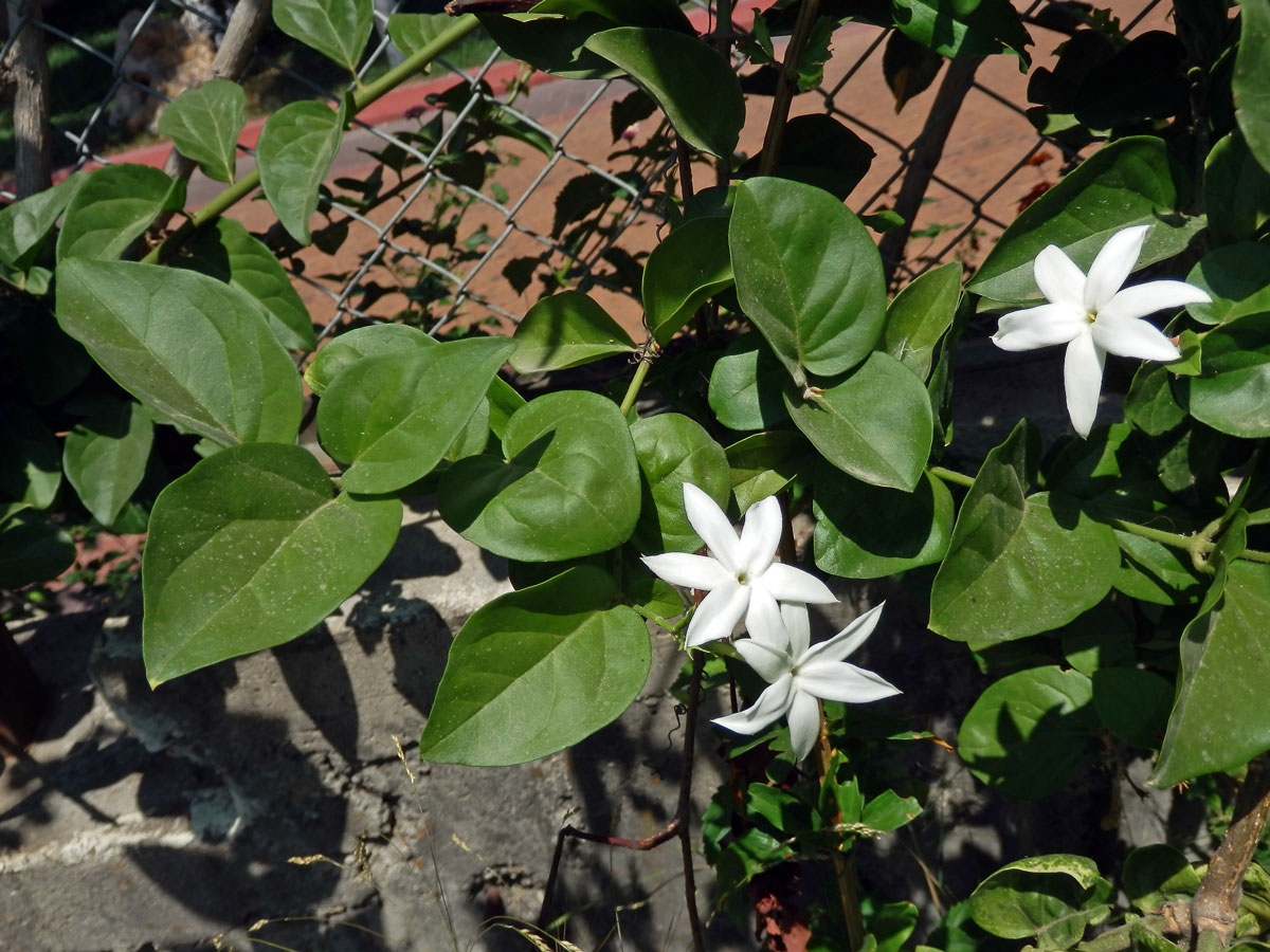 Jasmín (Jasminum tortuosum Willd.)