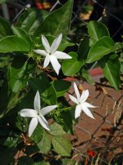Jasmín (Jasminum tortuosum Willd.)