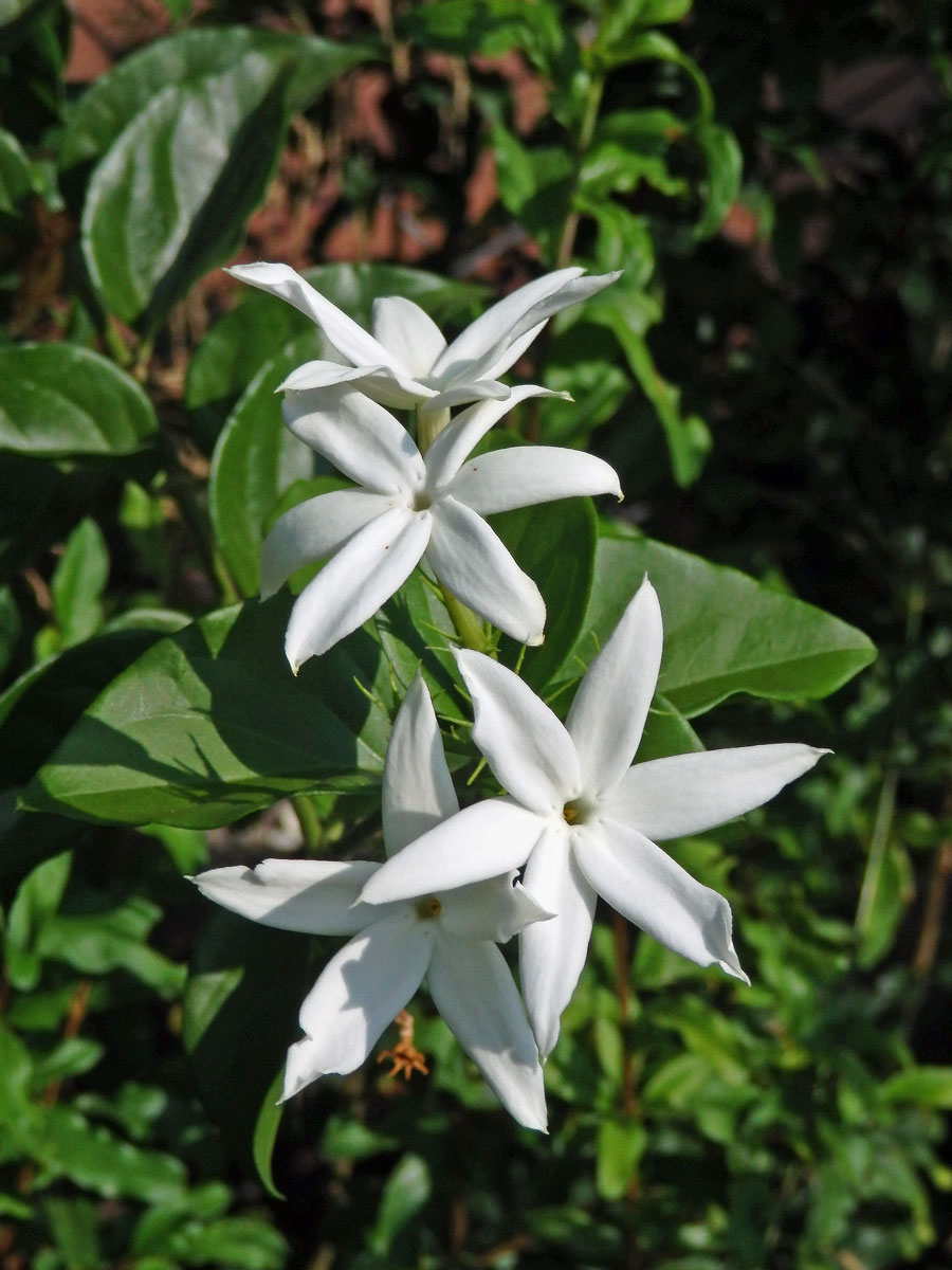 Jasmín (Jasminum tortuosum Willd.)