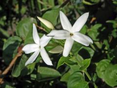 Jasmín (Jasminum tortuosum Willd.)