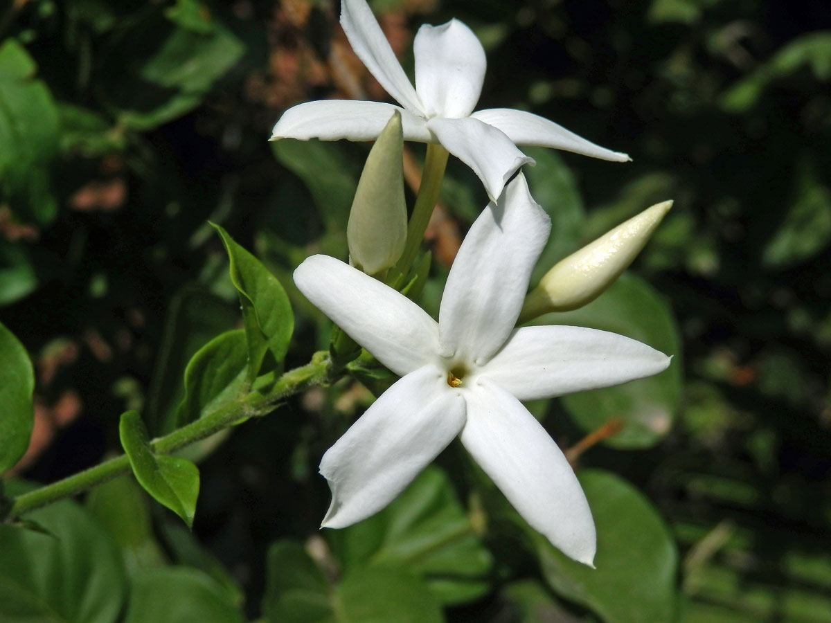 Jasmín (Jasminum tortuosum Willd.)