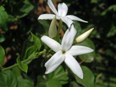 Jasmín (Jasminum tortuosum Willd.)