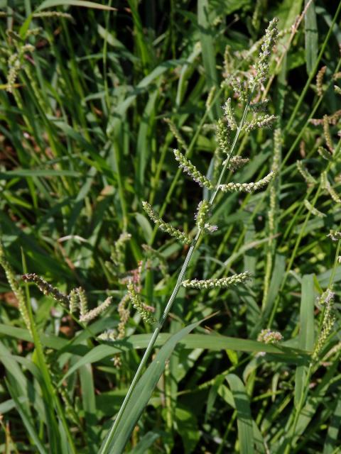 Housenkovec cizí (Beckmannia syzigachne (Steud.) Fernald)