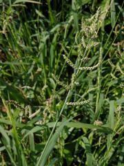 Housenkovec cizí (Beckmannia syzigachne (Steud.) Fernald) 