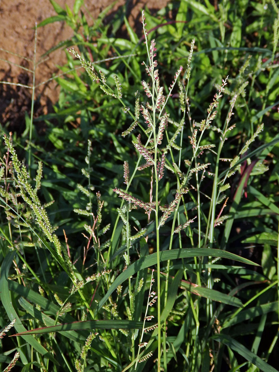 Housenkovec cizí (Beckmannia syzigachne (Steud.) Fernald)