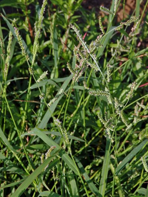 Housenkovec cizí (Beckmannia syzigachne (Steud.) Fernald)