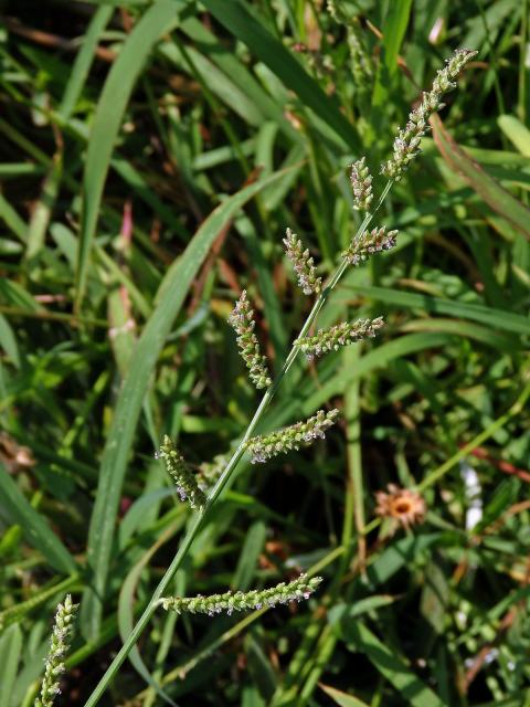 Housenkovec cizí (Beckmannia syzigachne (Steud.) Fernald)