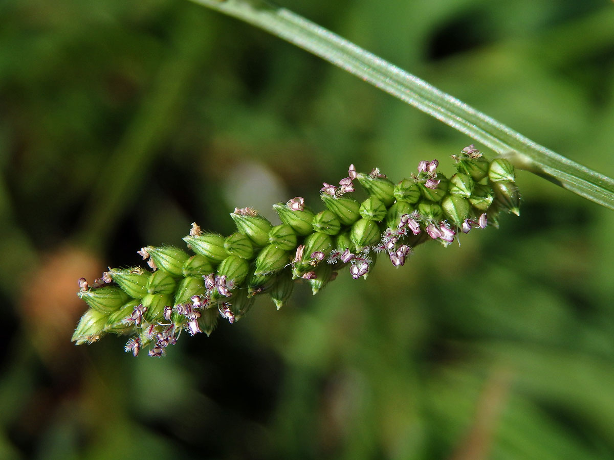 Housenkovec cizí (Beckmannia syzigachne (Steud.) Fernald)