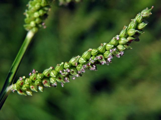 Housenkovec cizí (Beckmannia syzigachne (Steud.) Fernald)