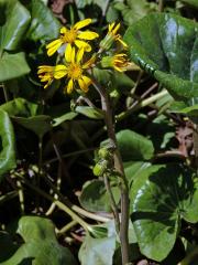 Farfugium japonicum (L.) Kitam