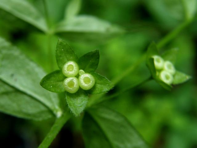 Pupkovec pomněnkovitý (Omphalodes scorpioides (Haenke) Schrank)