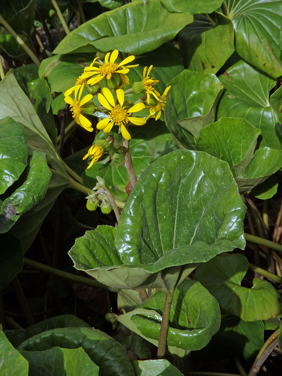 Farfugium japonicum (L.) Kitam