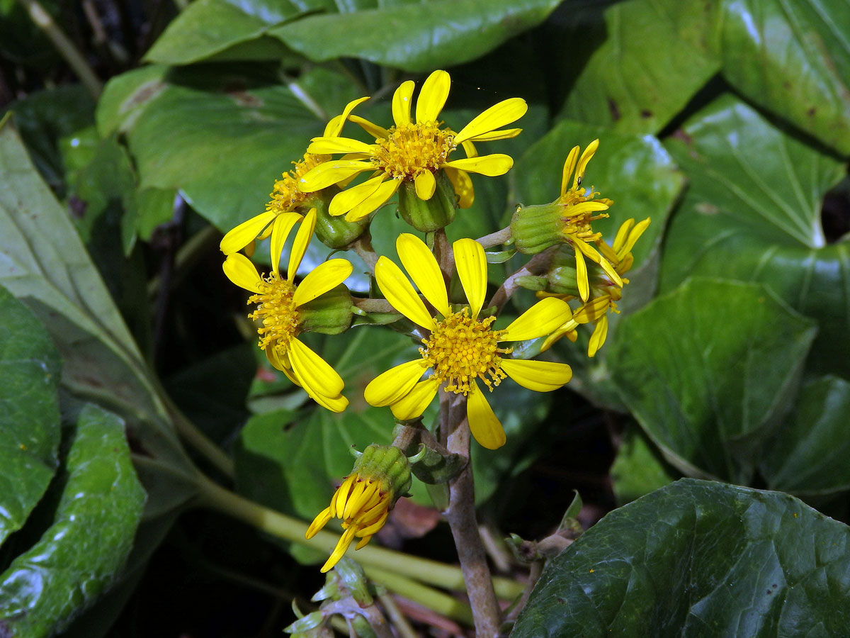 Farfugium japonicum (L.) Kitam