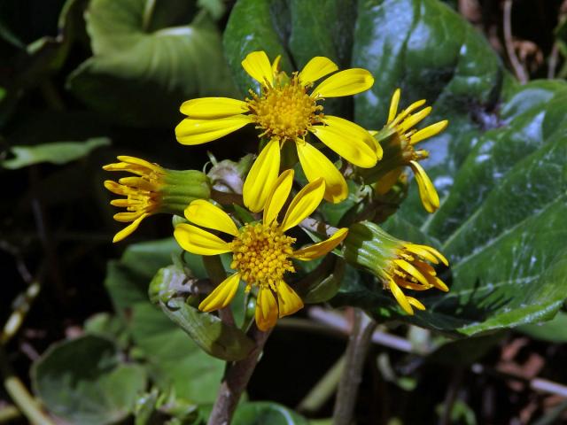 Farfugium japonicum (L.) Kitam