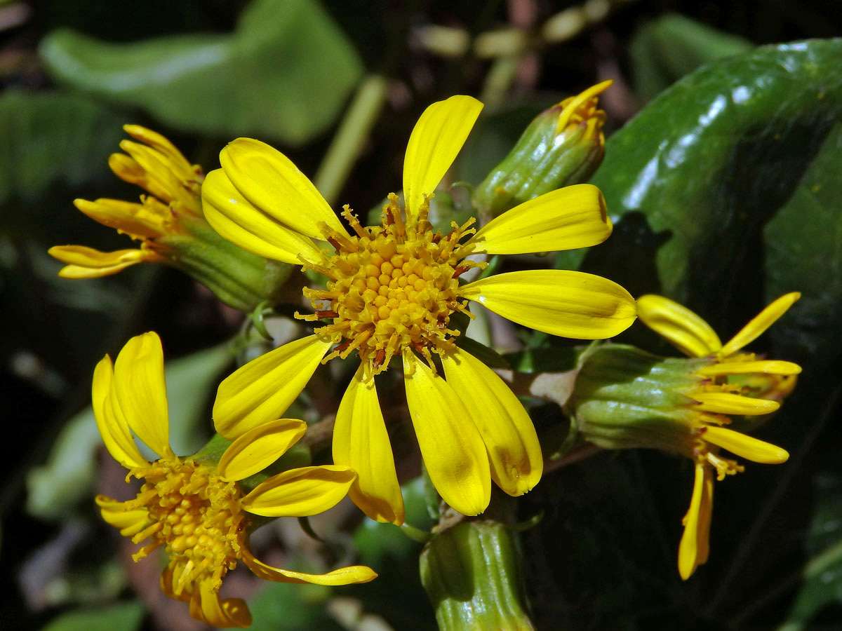 Farfugium japonicum (L.) Kitam