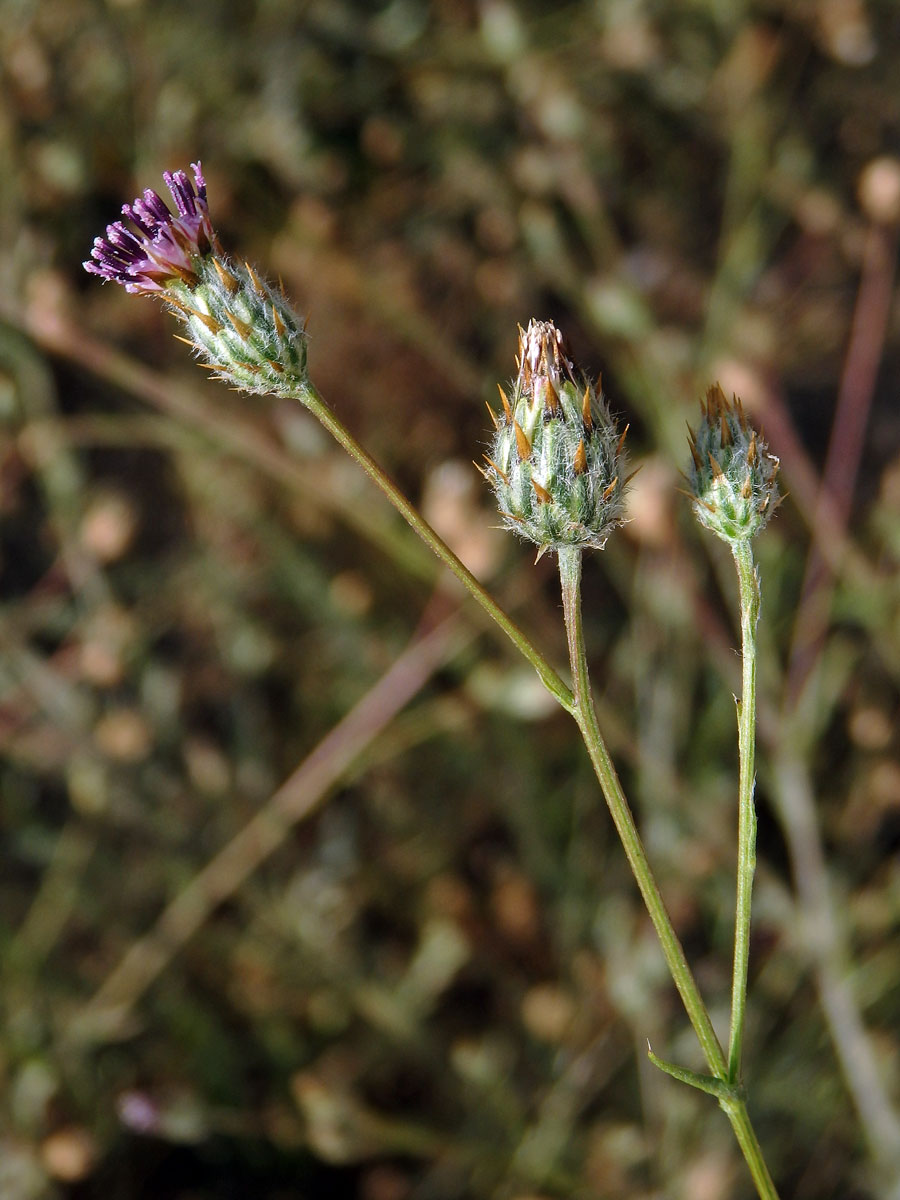 Volutaria tubiflora Sennen