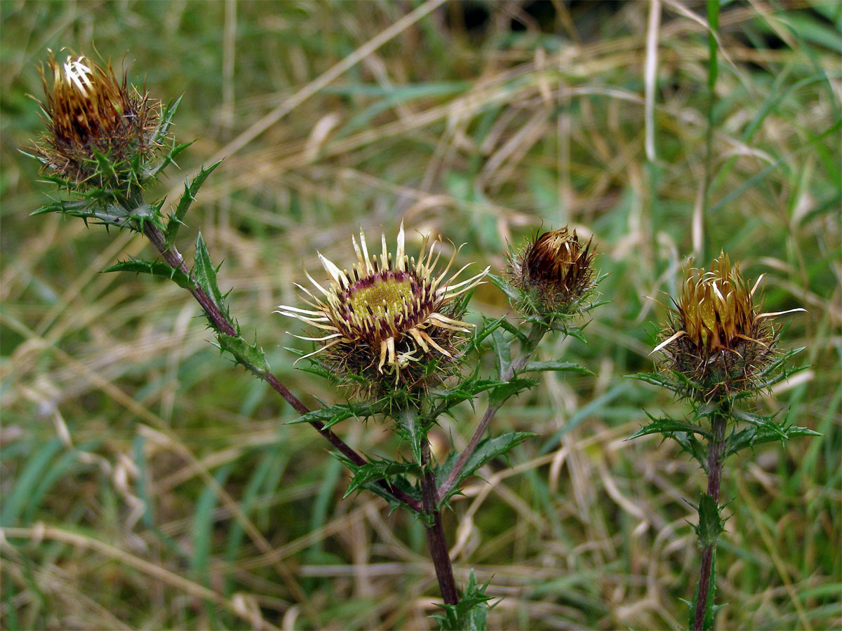 Pupava obecná (Carlina vulgaris L.)