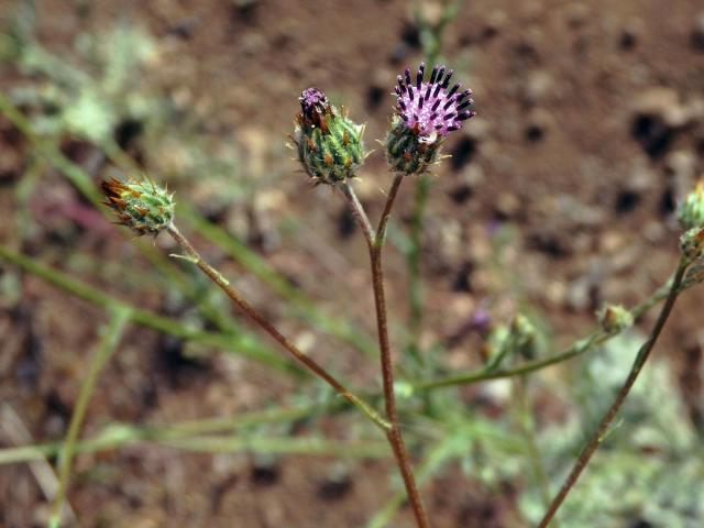 Volutaria tubiflora Sennen