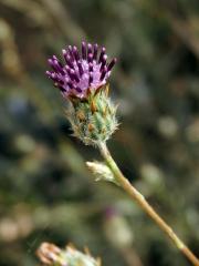 Volutaria tubiflora Sennen